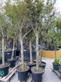 Punica granatum granátové jablko 18/20