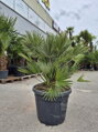 Chamaerops Humilis