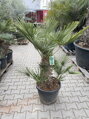 Chamaerops Humilis 45 L