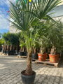 Trachycarpus Fortunei 170-190cm
