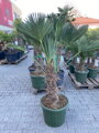 Trachycarpus wagnerianus kmeň  40-60cm výška celkom 100-125cm