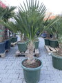 Trachycarpus wagnerianus kmeň 20 - 30 cm výška celkom 100 - 125 cm