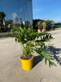 Philodendron Selloum 80-100cm