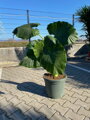 Alocasia Macrorrhiza výška 100-125cm
