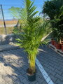 Areca - Dypsis Lutescens výška 125-150cm 8l