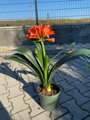 Klívia - Clivia miniata 40-50cm