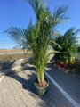 Areca - Dypsis Lutescens výška 200-250cm 45l