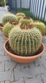 Echinocactus Grusonii priemer 40-50cm