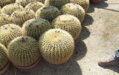 ECHINOCACTUS GRUSONII