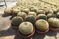 ECHINOCACTUS GRUSONII