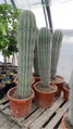 Pachycereus pringlei výška 100-120cm 