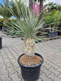 Yucca Elata 80-100cm 