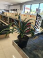 Klívia - Clivia miniata 50-70cm