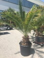 Veľký kontajner s palmou Phoenix canariensis