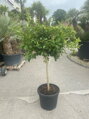 Citrus limon - citrónovník 45L