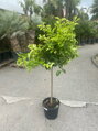Citrus limon - citrónovník 15L