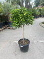 Citrus reticulata - mandarínka 45L