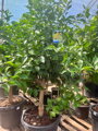 Citrón limon citrus 