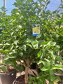 Citrón limon citrus 