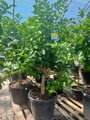 Citrus limon - citrónovník výška 190-220cm