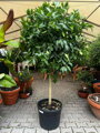 Citrus lima - limetka 45L
