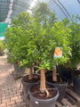 Citrus mandarínka reticulata 180-200 cm