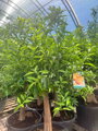 Citrus mandarínka reticulata 180-200 cm