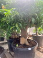 Mandarínka citrus reticulata 540 