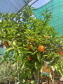 Citrus sinensis - pomarančovník 70L