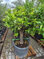 Citrus sinensis - pomarančovník výška 170-180 cm 