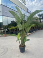 Strelitzia Nicolai 200-250cm