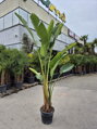 Strelitzia Nicolai výška 200-250cm