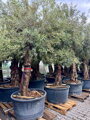Olivovník európsky bonsai- vysoký kmeň