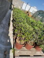 Olivovník európsky olivos arbustivo v.90-110cm