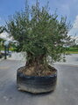 Olivovník európsky Bonsai Maxi 250/300