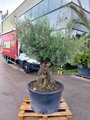 Olivovník európsky Bonsai 130/150