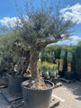 Olivovník európsky bonsai výška 175-200cm