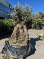 Olivovník európsky Bonsai Maxi 200/220
