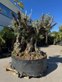 Olivovník európsky Bonsai 