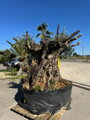 Olivovník európsky Bonsai 
