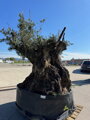 Olivovník európsky Bonsai 