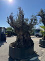 Olivovník európsky Bonsai 