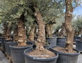 Olivovník európsky Bonsai 50/60 výška 175-200cm 