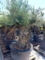 Olivovník európsky Bonsai 140/160
