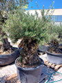 Olivovník európsky Bonsai 160/180