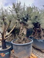 Olivovník európsky Bonsai 200-250cm, kmeň 100/120 cm