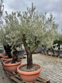 Olivovník európsky Bonsai 170-220 cm, kmeň 60/80 cm Terrina
