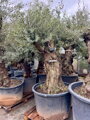 Olivovník európsky Bonsai 200-250 cm, kmeň 80/100 cm