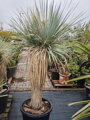 Yucca Rostrata Multikmeň  výška 180 - 210cm, kmeň 60 - 80cm