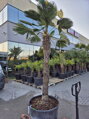 Trachycarpus wagnerianus kmeň 180cm výška celkom 245-265cm